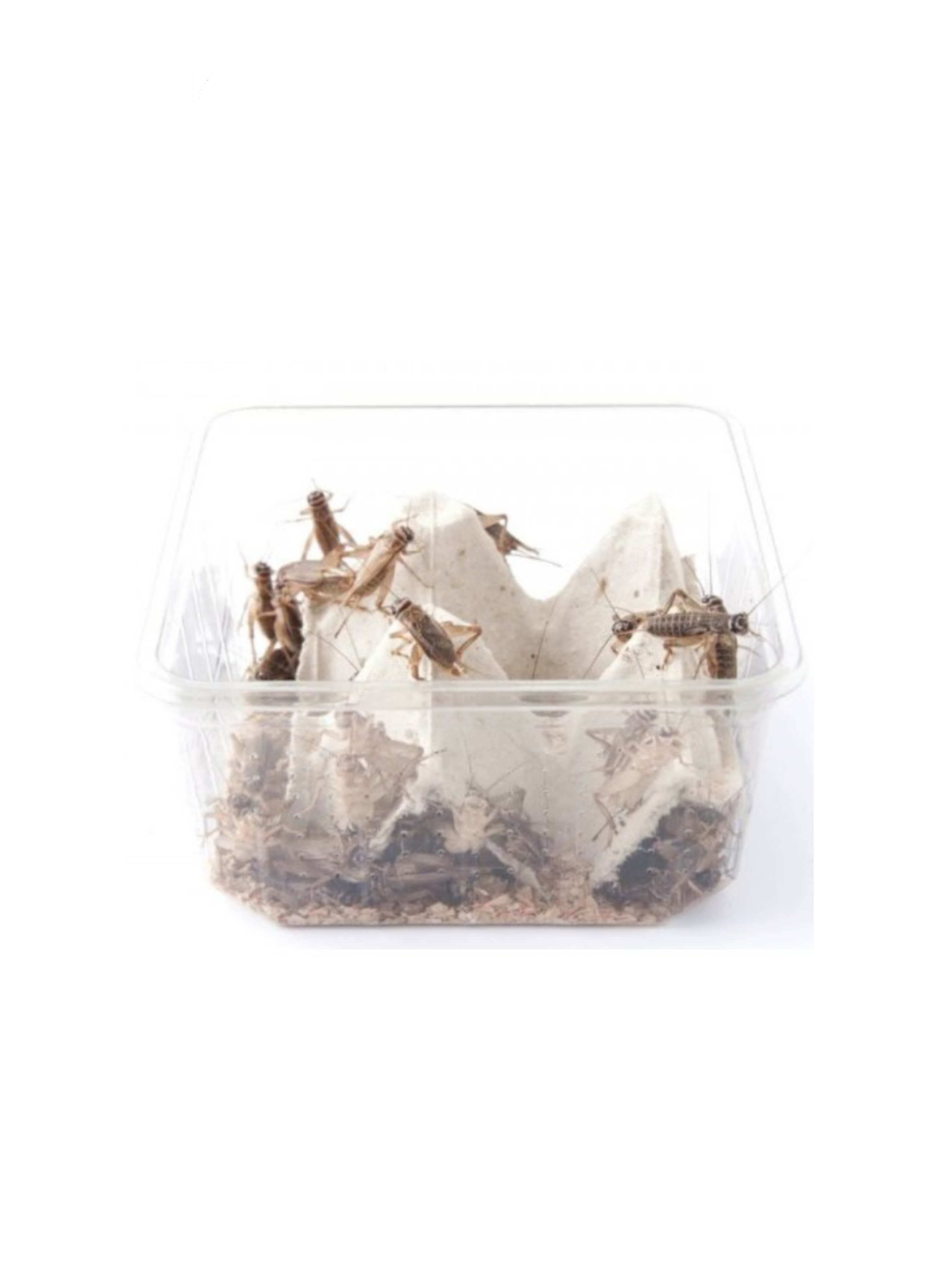 insectes vivants reptiles