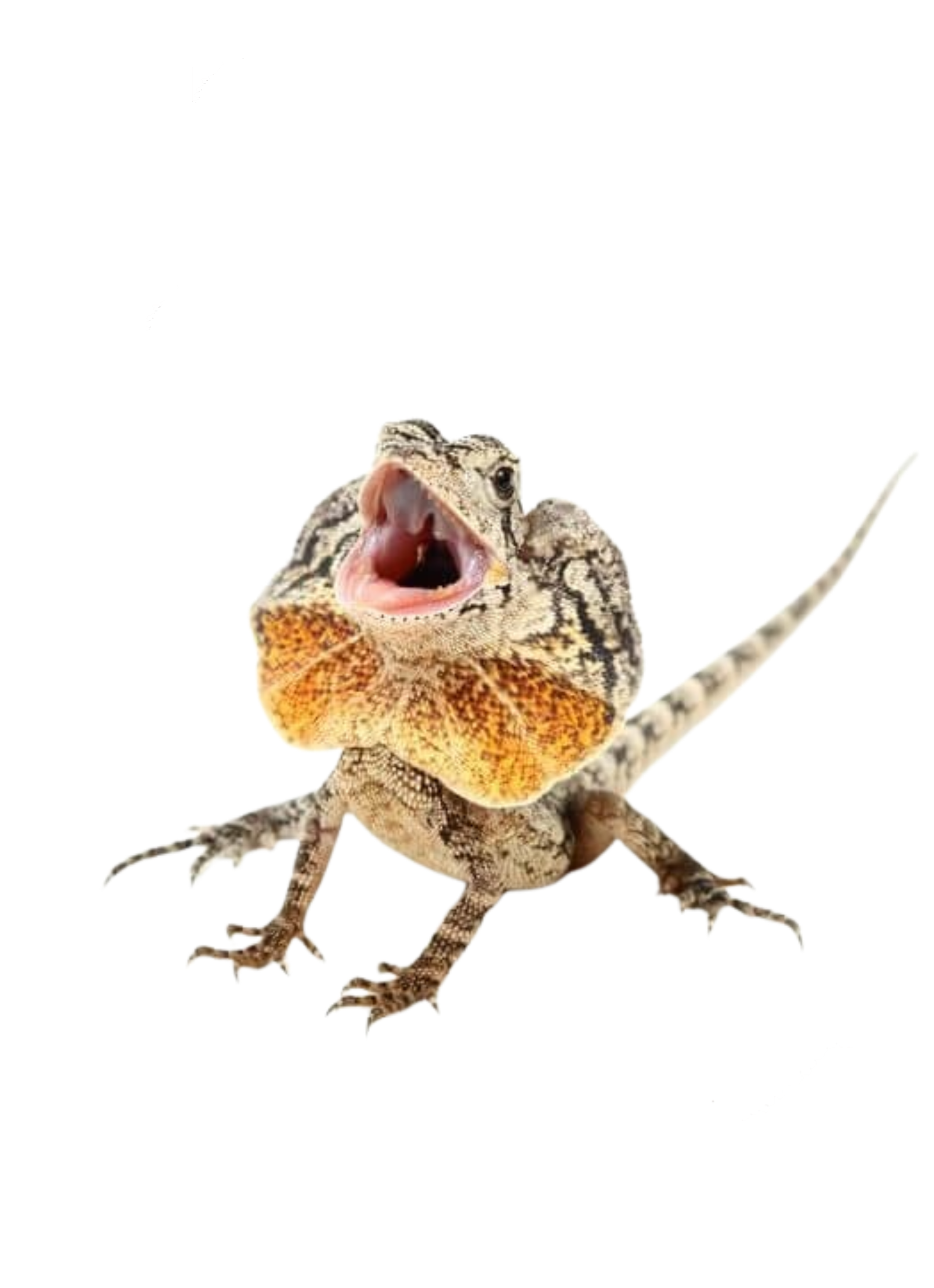 achats Reptiles et amphibiens
