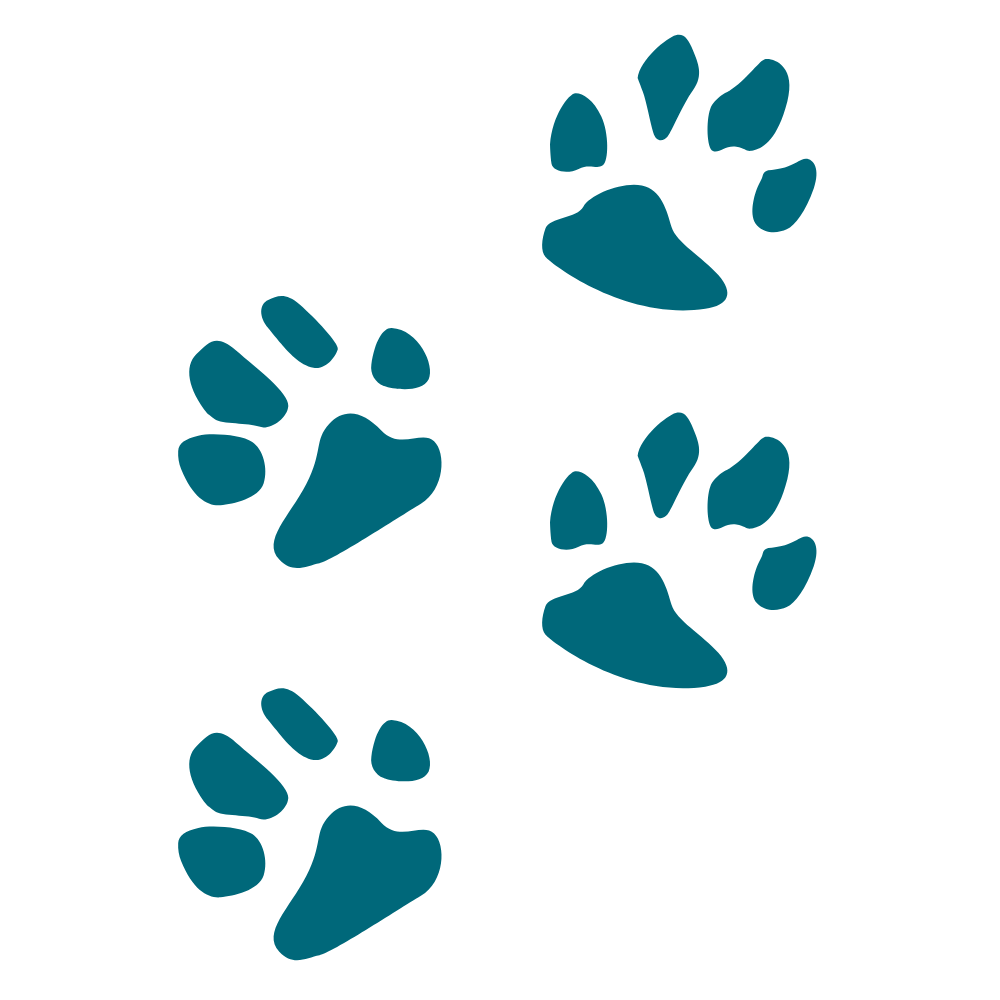 Remote Animal Reiki