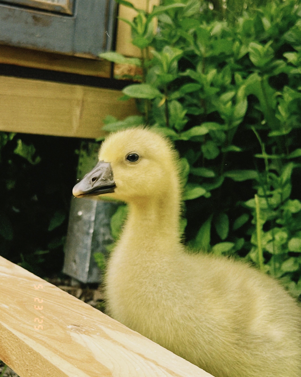 Eierbrut-Service: Lassen Sie Ihre Eier von uns professionell ausbrüten. Mauerstetten, Bayern, Hühner Gänseküken 