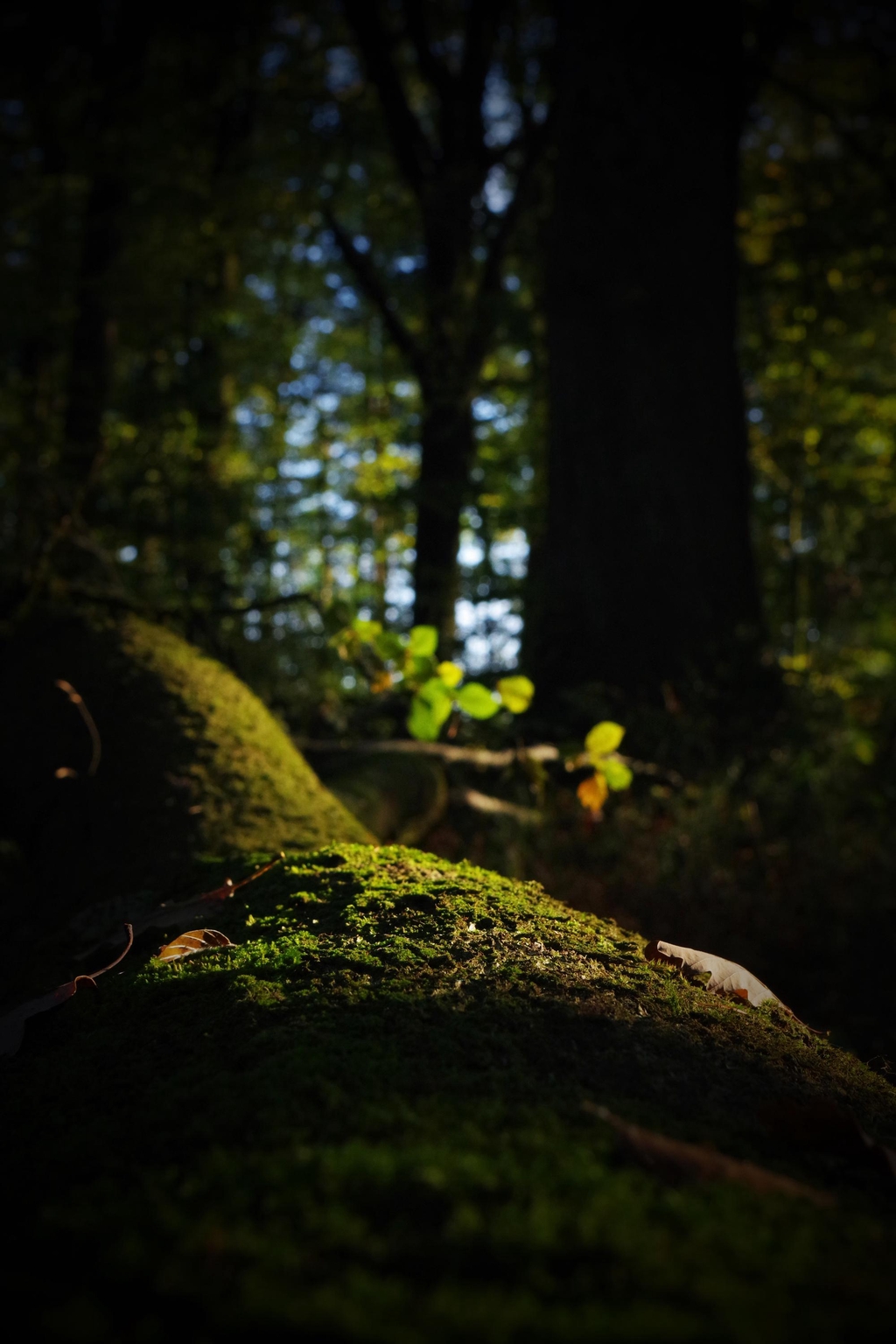 banner_image