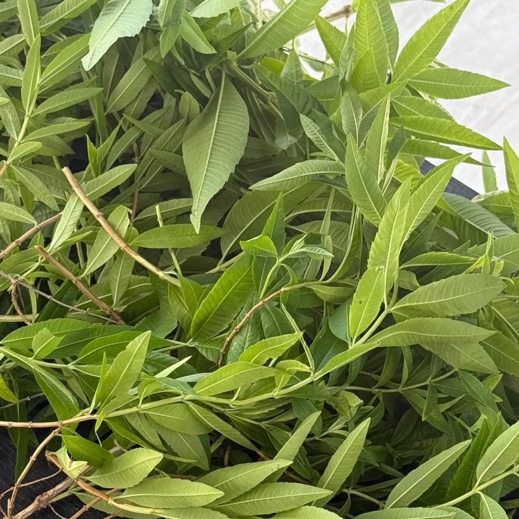 banner_image