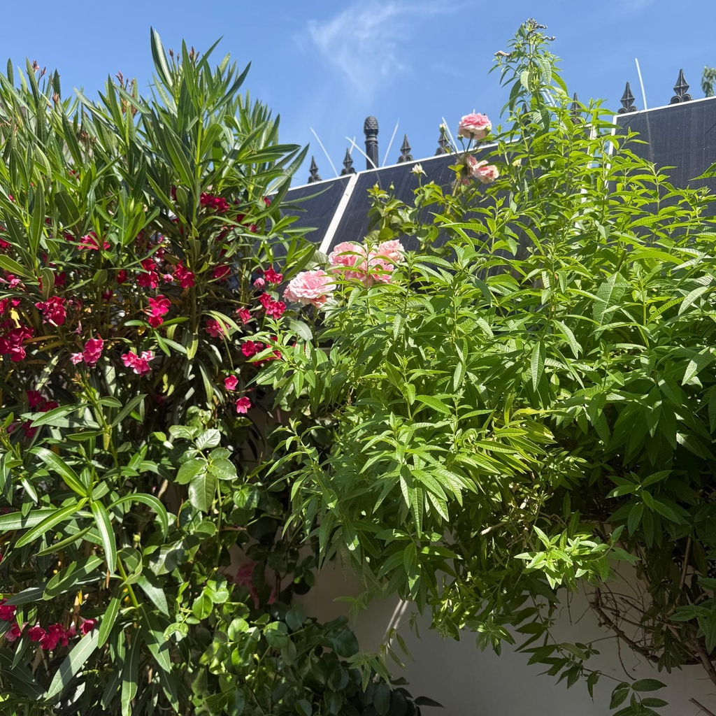 banner_image