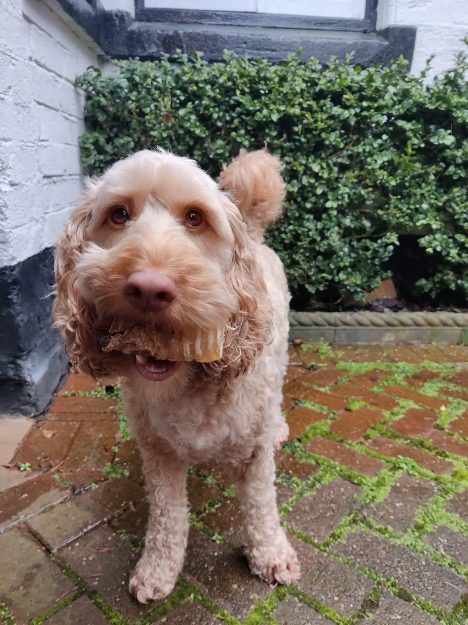 a cockapoo holding a trachea made from 100% beef that is a natural dried dog treat that is delicious and healthy 