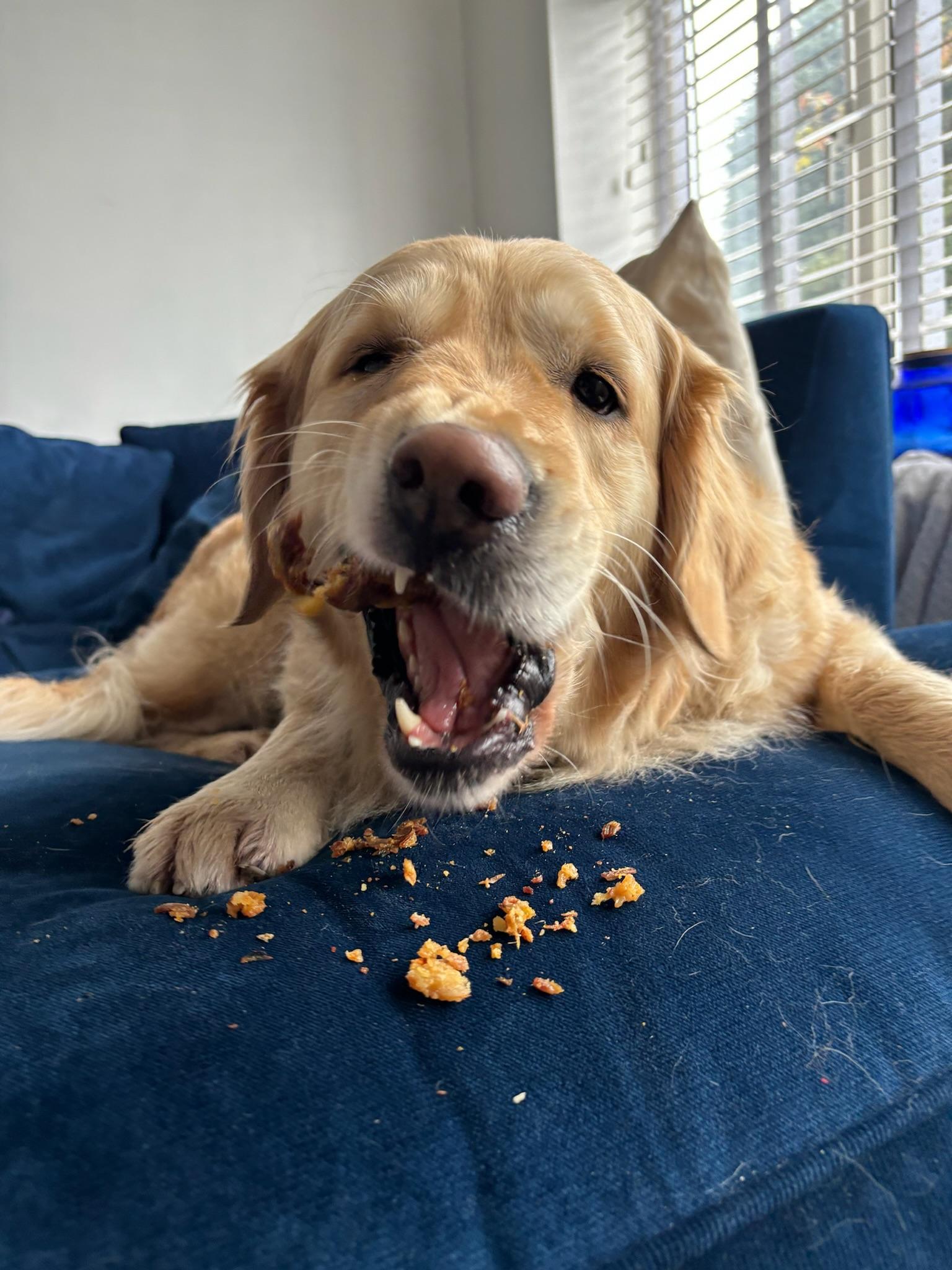 Golden retriever chewing on pork crunch bits whilst on the sofa