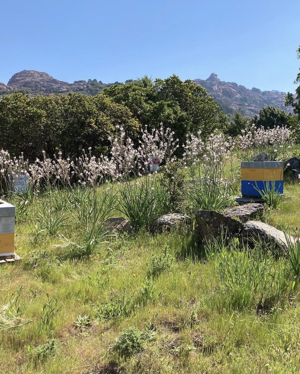 Ruches et paysage de Piana en Corse