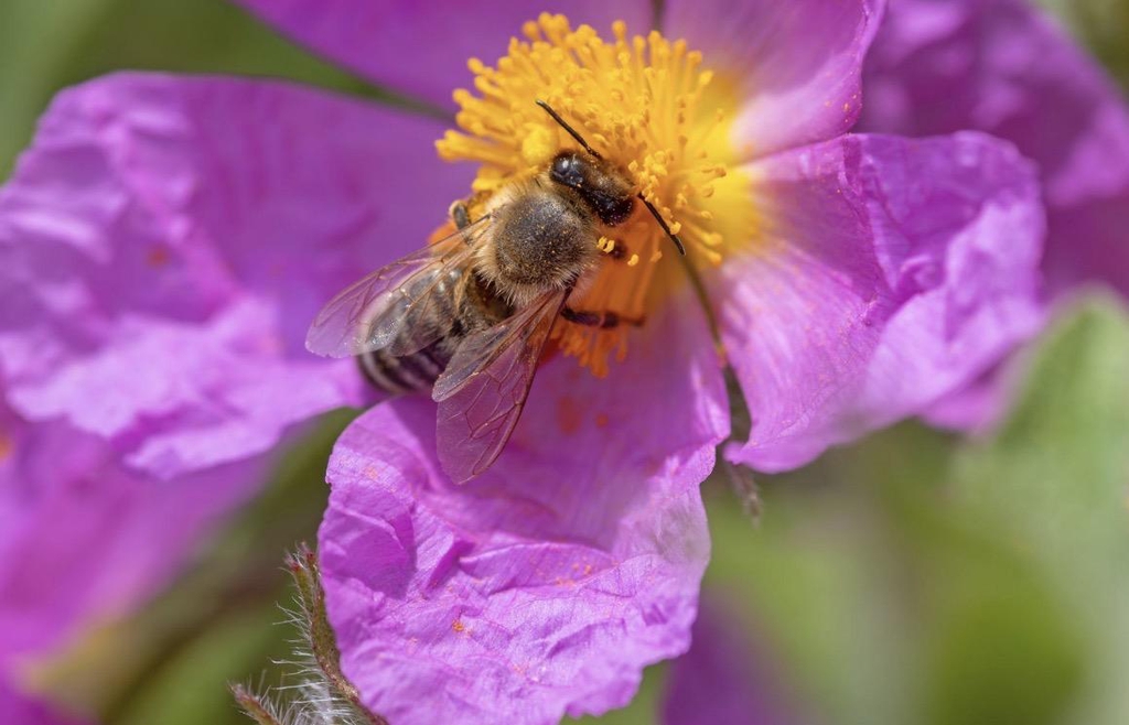 Abeille butinant une fleur de ciste – ruches et miel artisanal de Piana