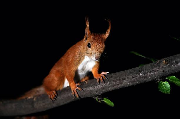 product_list_image_cover