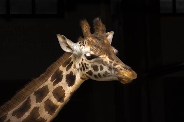 product_list_image_cover