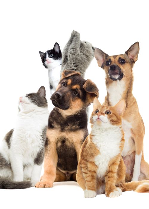 product_list_image_cover