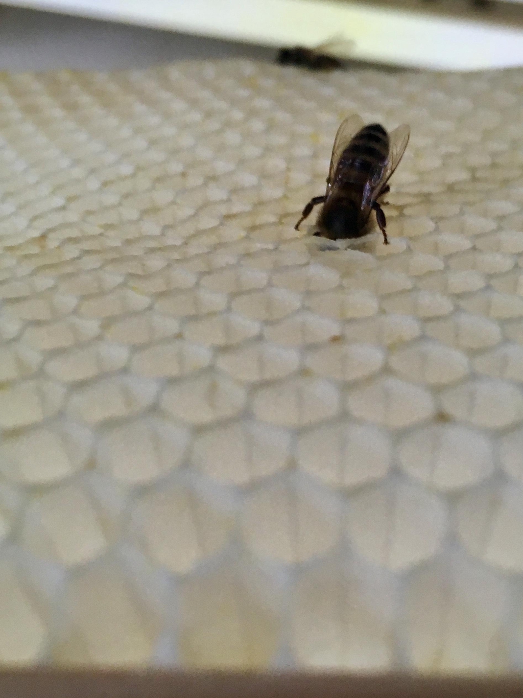 Honey bee worker with her head in a white honeycomb