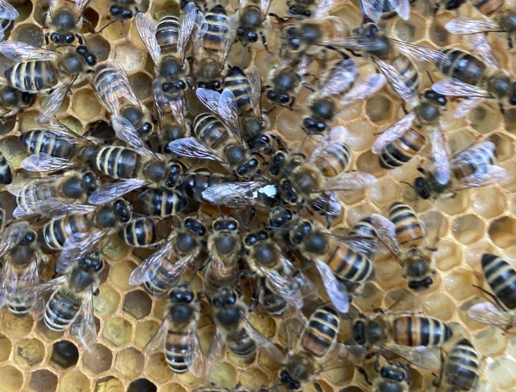 Queen honeybee with a white marking, surrounded by a retinue of workers