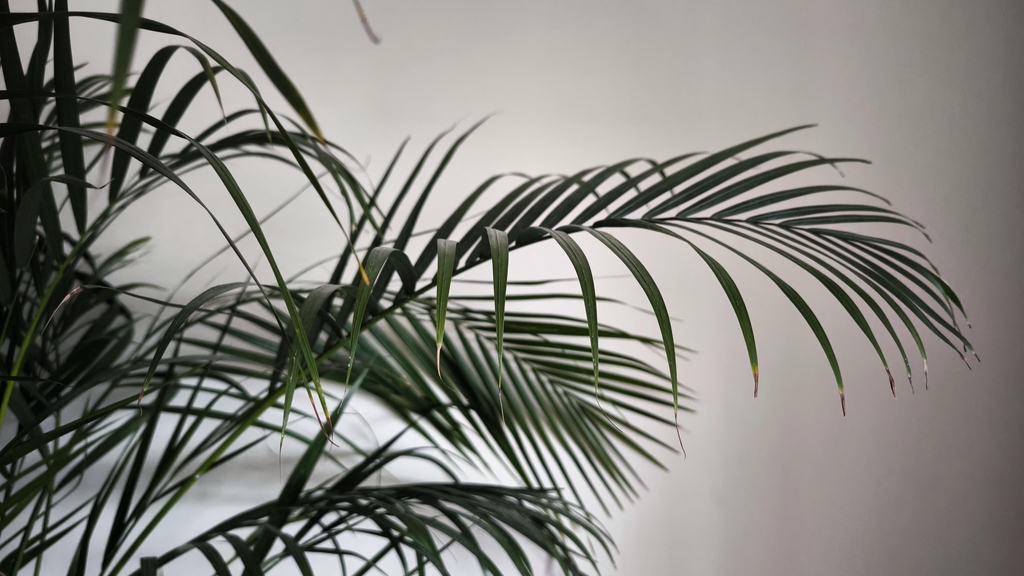 banner_image