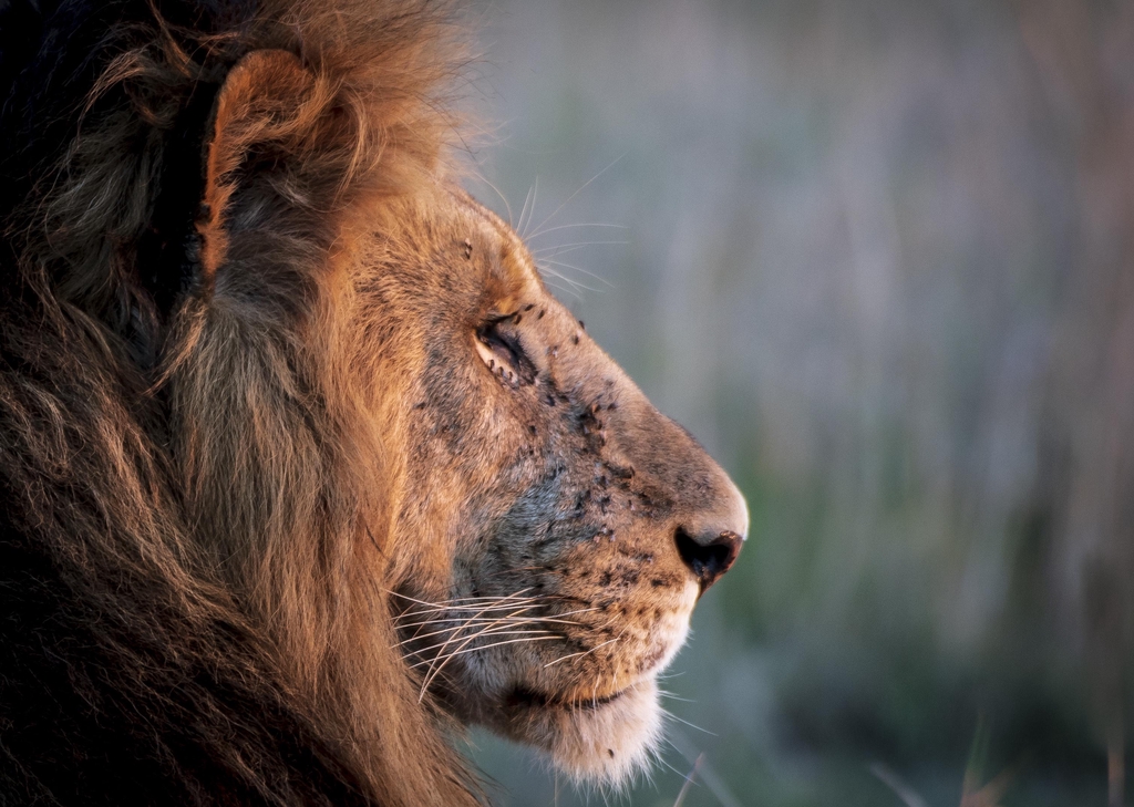 White Masai Photography