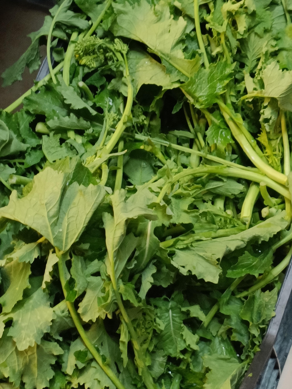 Friarielli freschi napoletani 