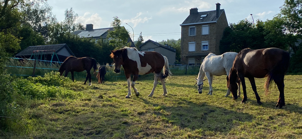 Les chevaux du Havre des Crinières au pré
