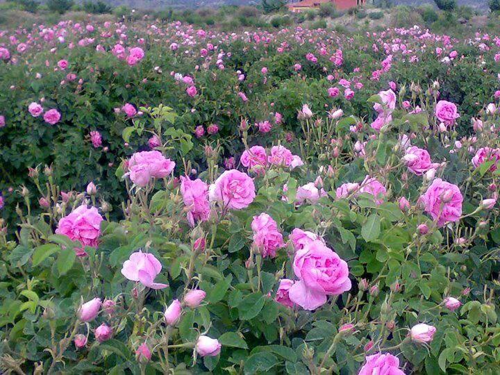 History of Rose Water in Persia