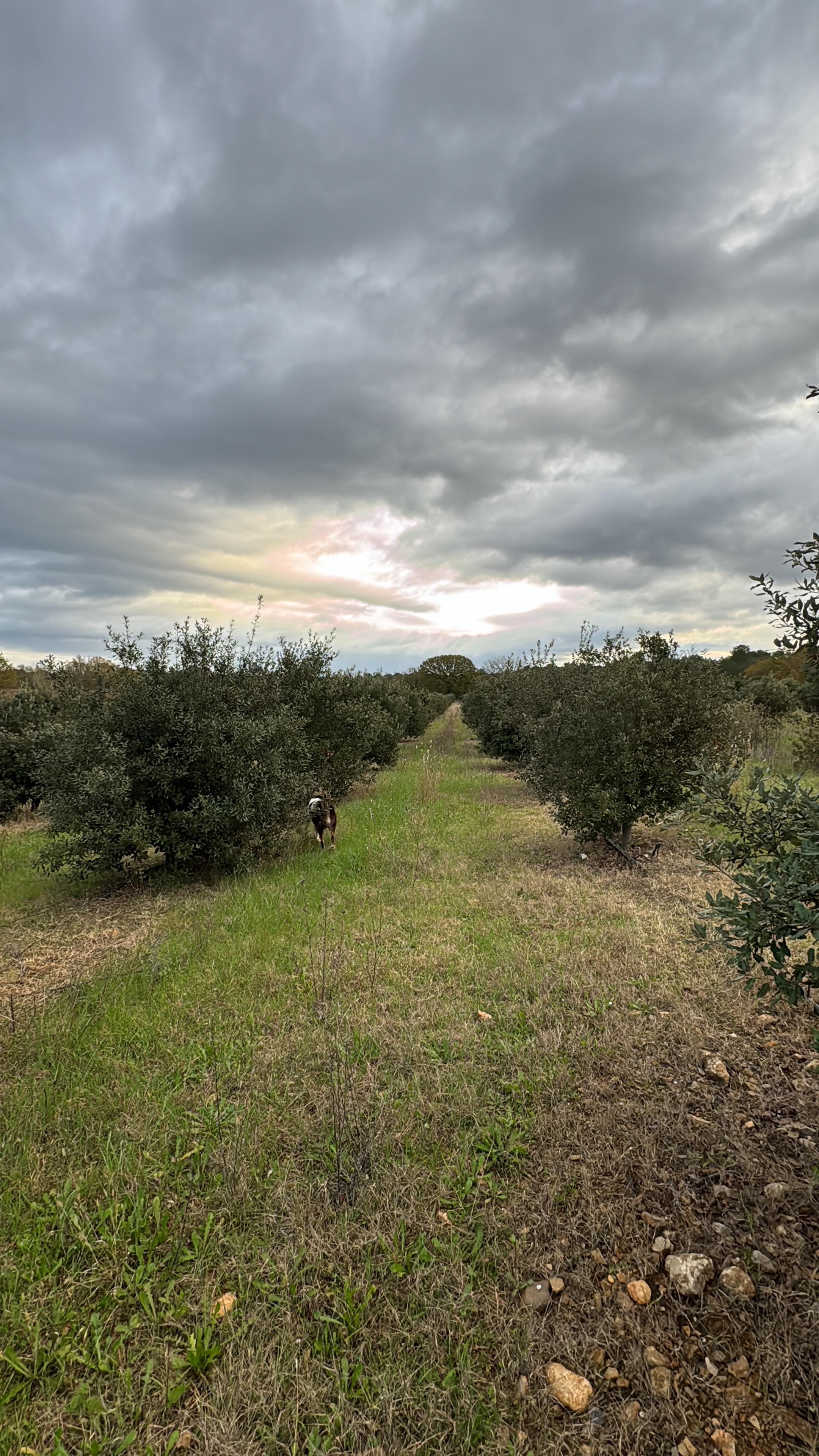 Paysage truffière - Truffes - Chênes