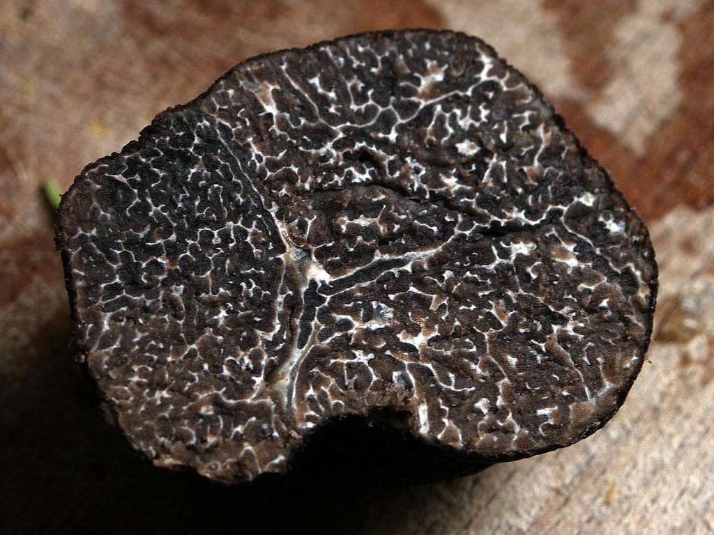 Truffe Herault - Melanosporum 