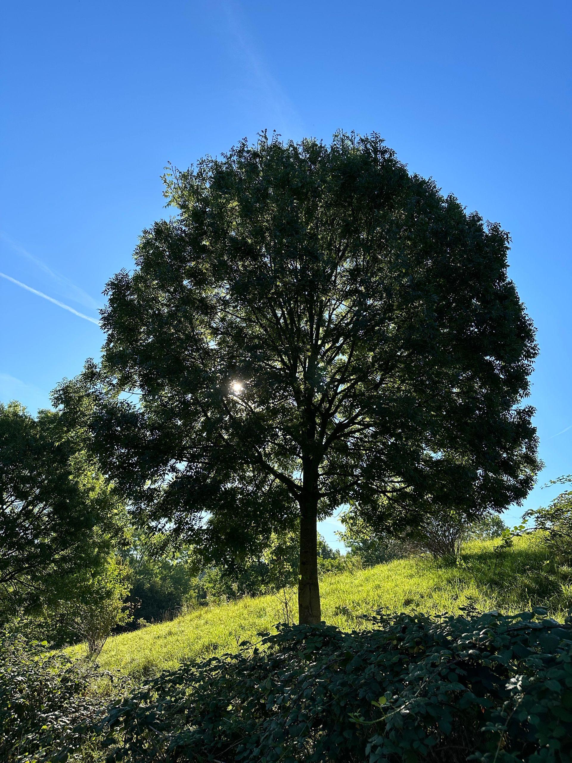 Section image