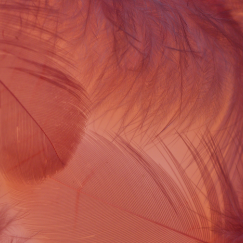 product_list_image_cover