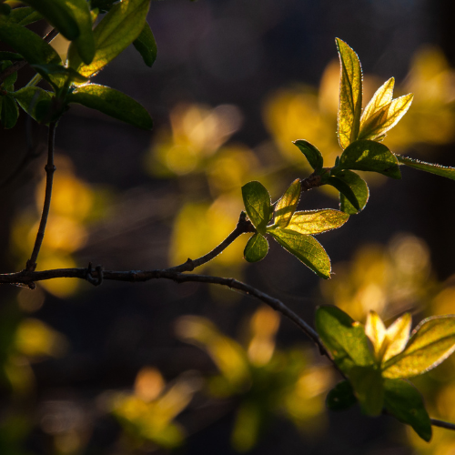 product_list_image_cover