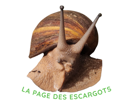 LA PAGE DES ESCARGOTS 