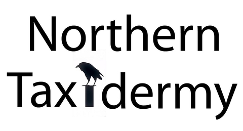 Quality taxidermy and purveyors of natural history items
