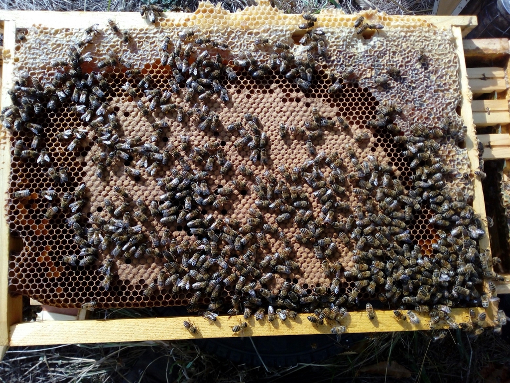 Photo cadres d'abeilles