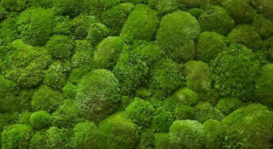 À travers mes réalisations, je souhaite offrir une atmosphère apaisante et authentique, où le végétal trouve naturellement sa place au quotidien.