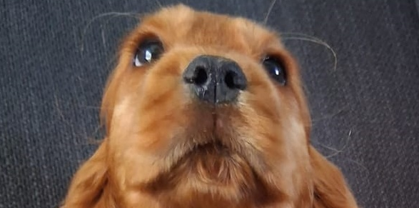 Photo d'Abby gros plan