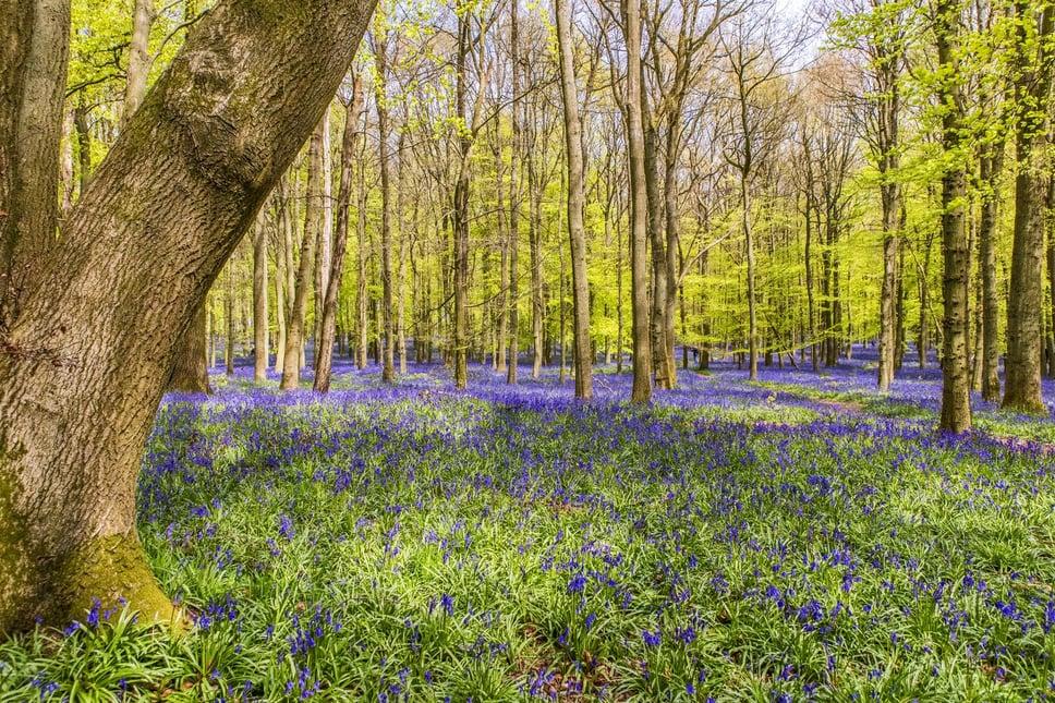 Bluebell beech woodland