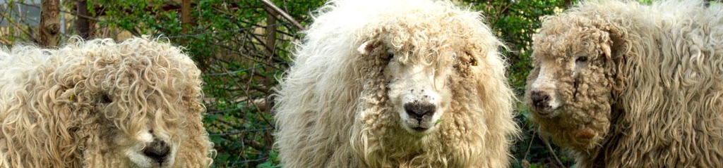 Dartmoor greyface sheep in a thicket