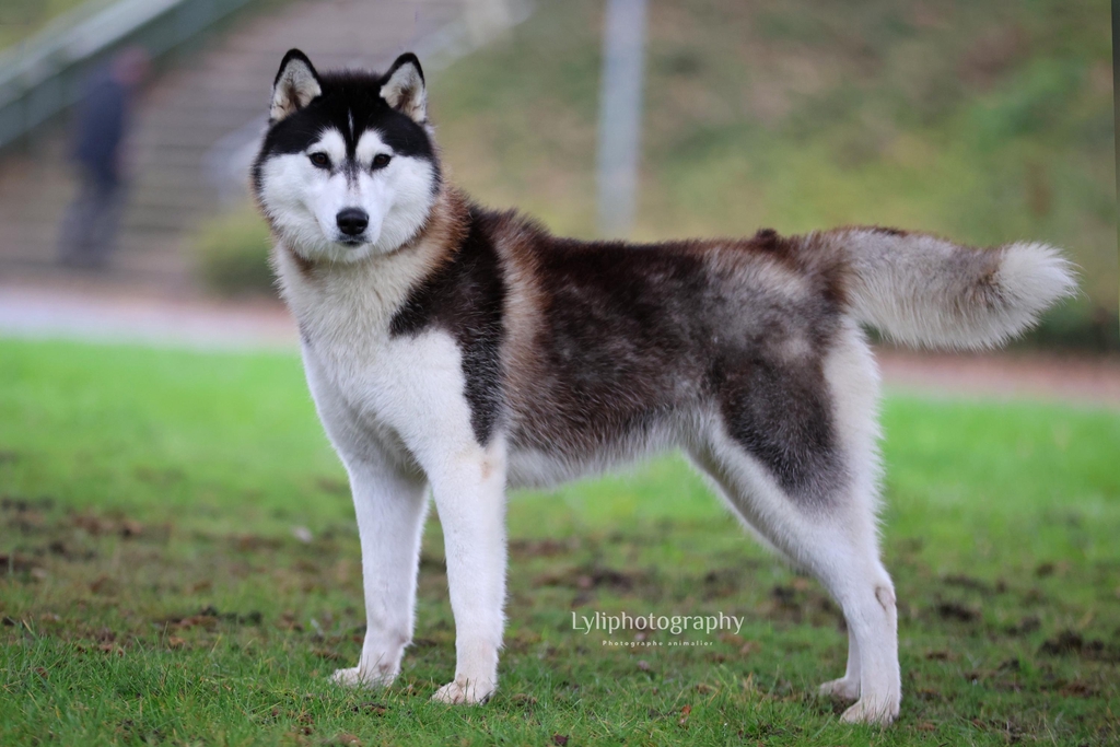 VIOLETTE du Domaine de la Plissonnière