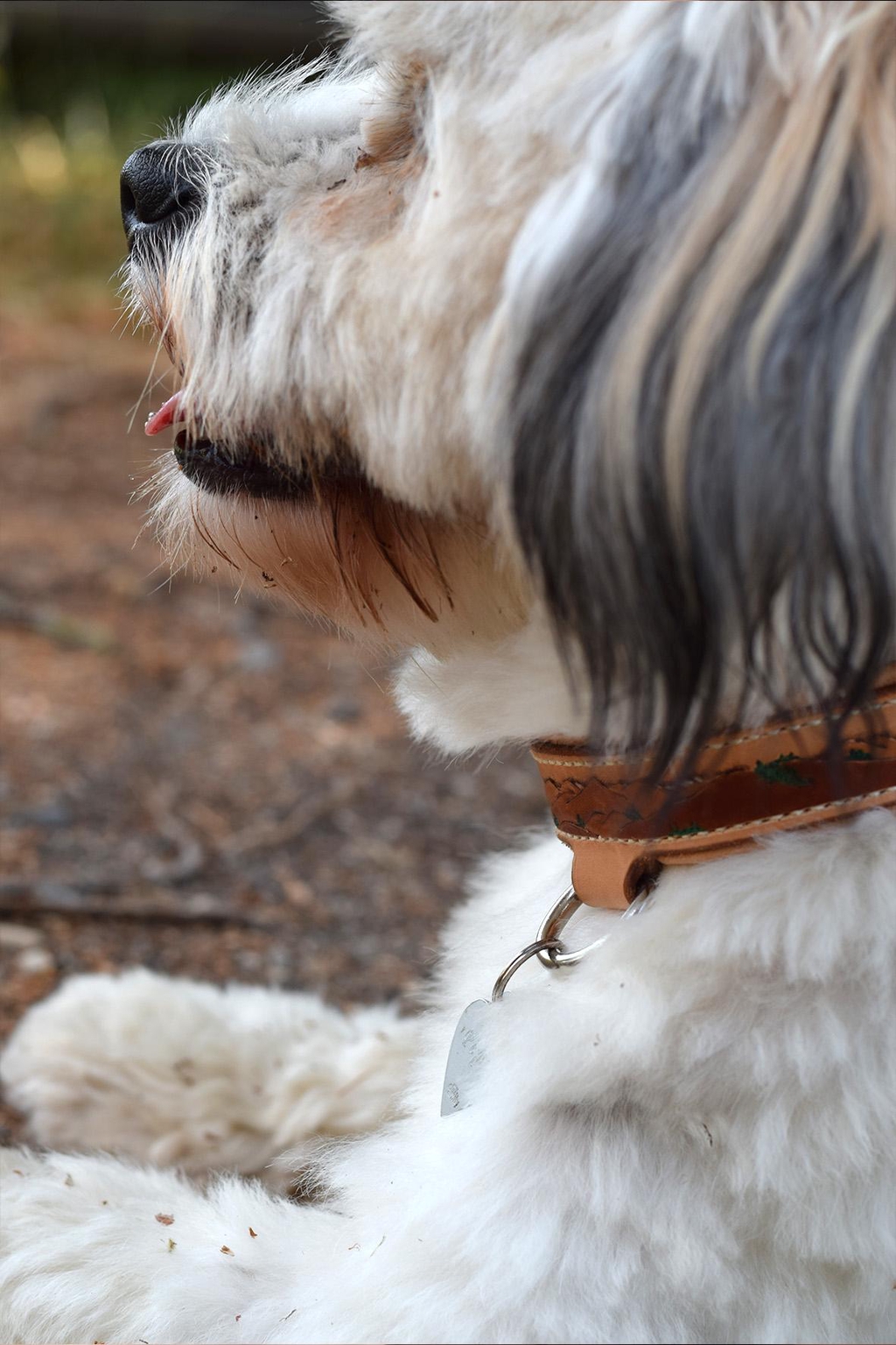 Photo d'un collier pour chien en cuir de la marque Helix échappée cuir. Crée sur-mesure, il représente une chaîne de montagnes mise en relief par la technique du repoussage.