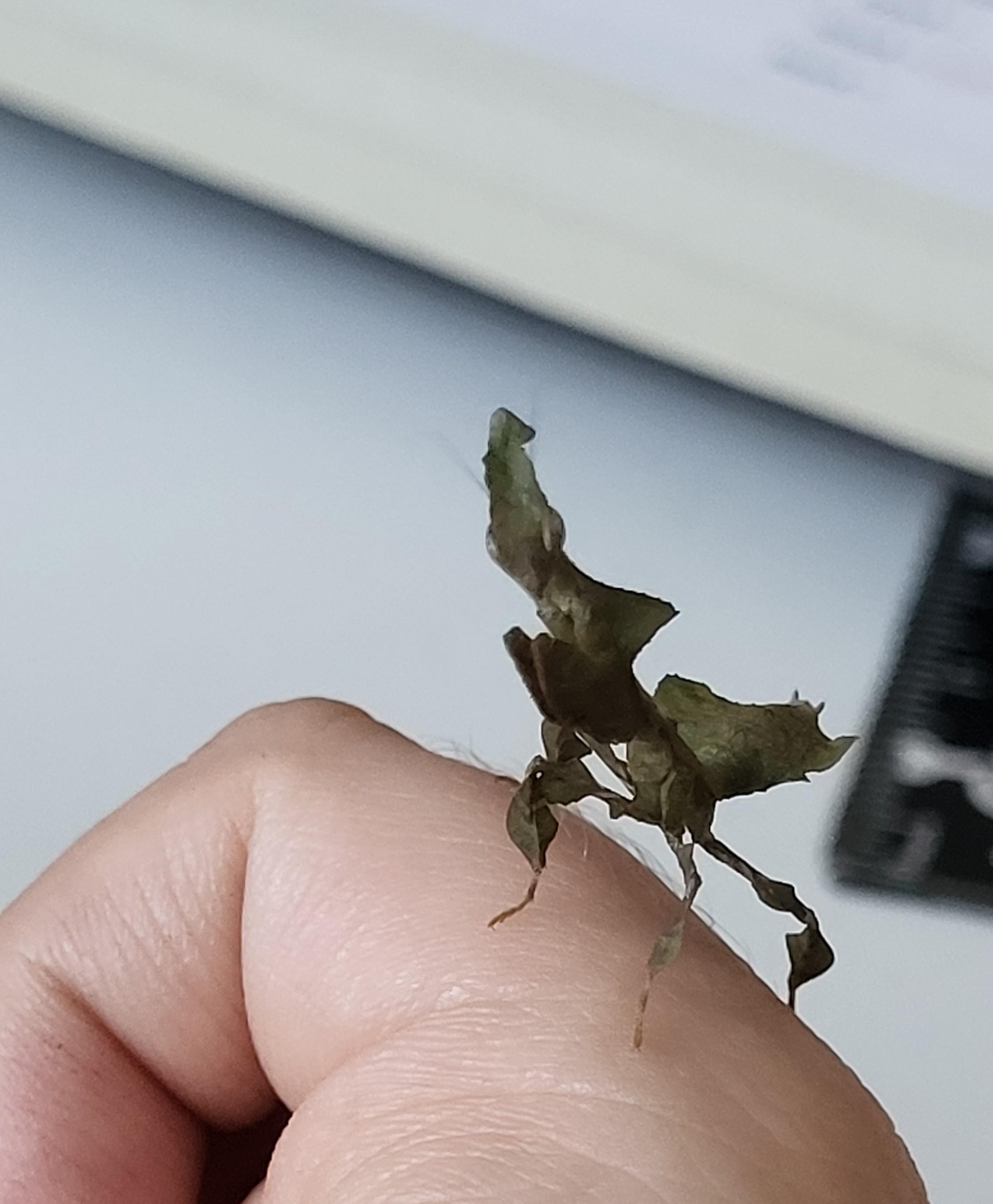 Mantiden
