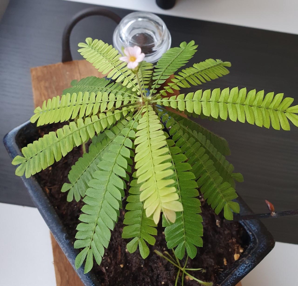 Pflanzen und Aquariumpflanzen