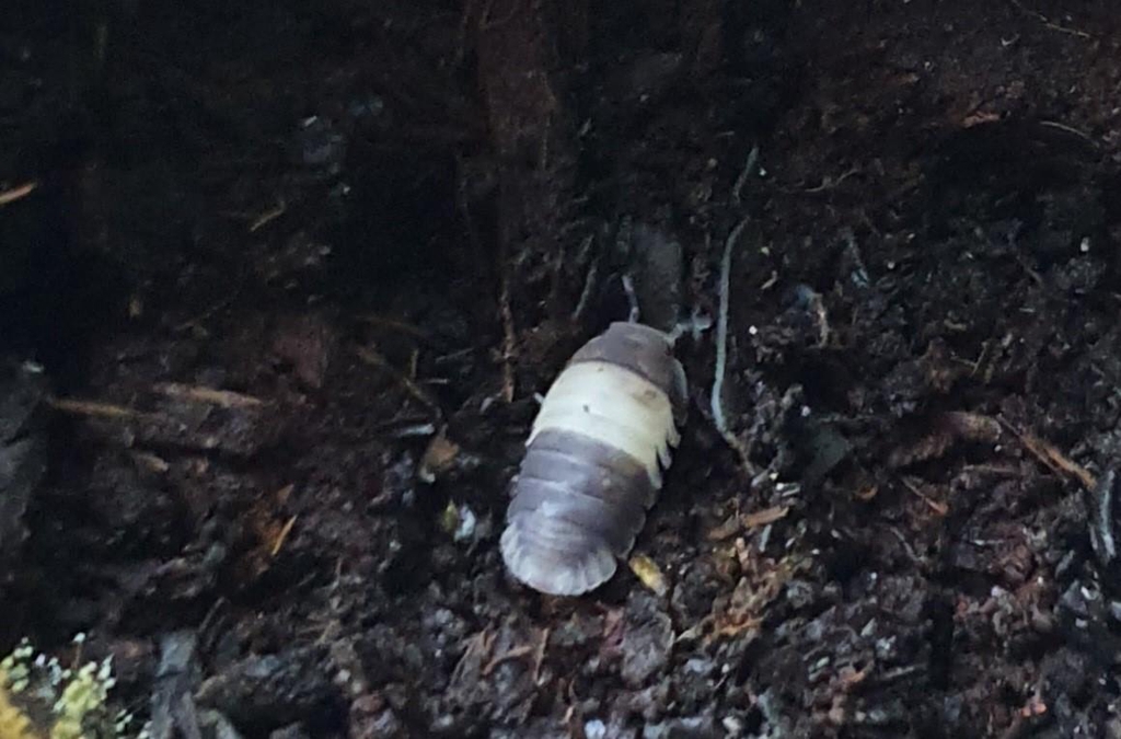 product_list_image_cover