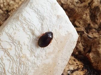 product_list_image_cover