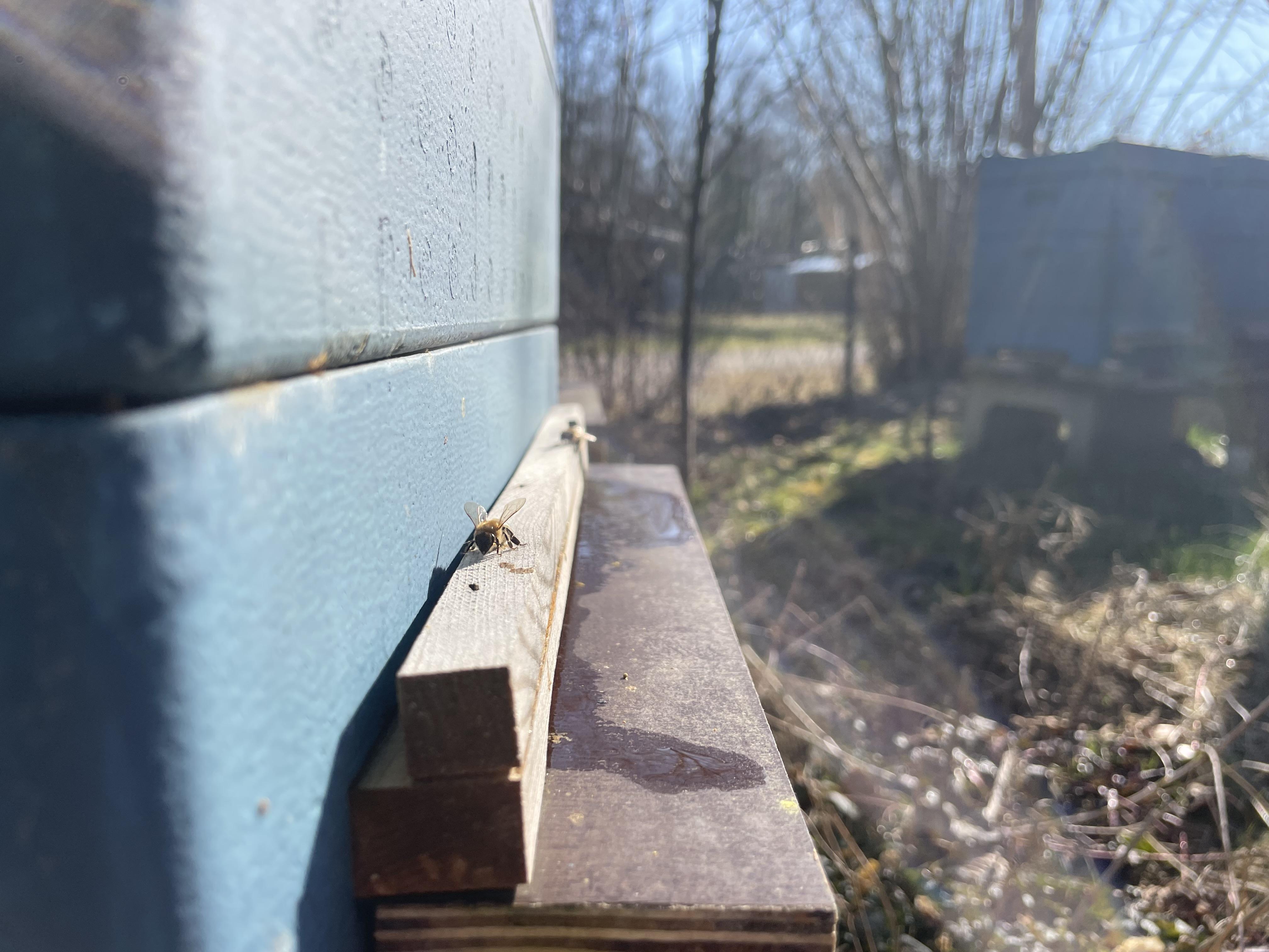 Unsere Bienen im Donau - Ries