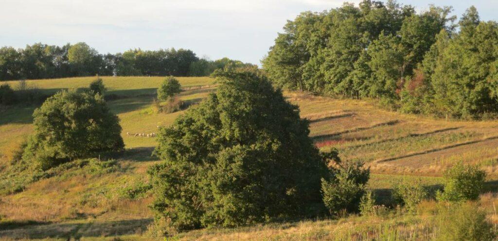 Les Jardins de Maillet Producteur de légumes, fruits, confitures, plantes séchées et laines
