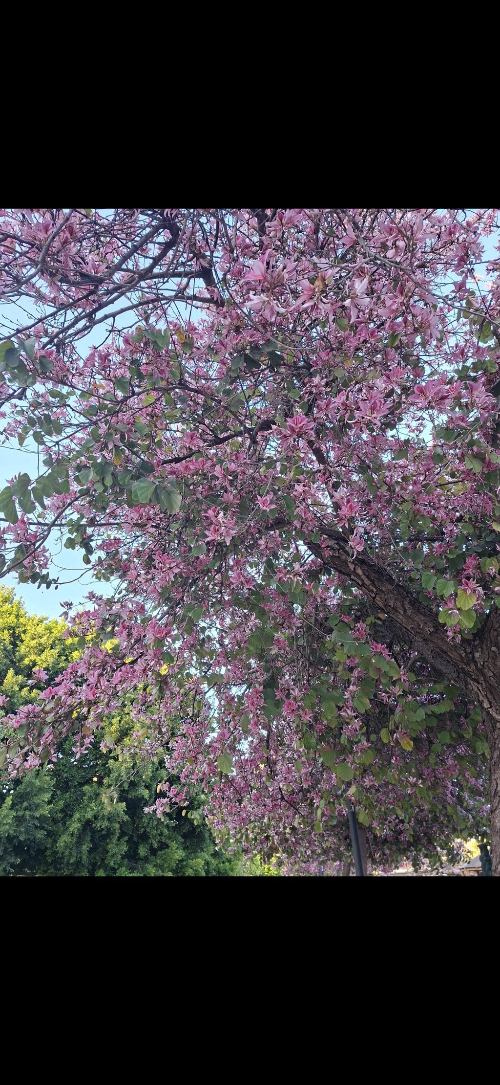 PRIMAVERA  - VERANO 