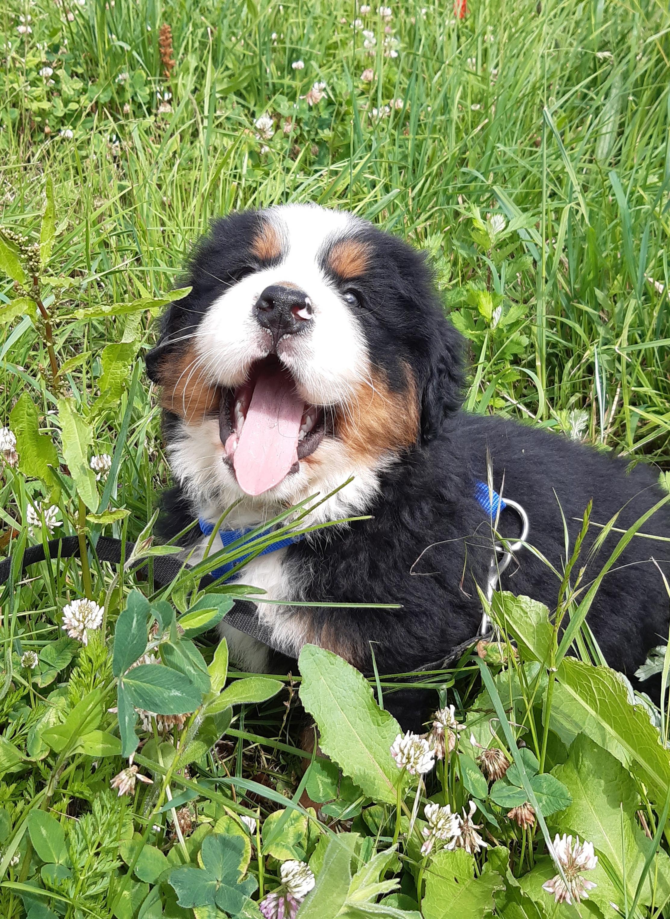 Chiot