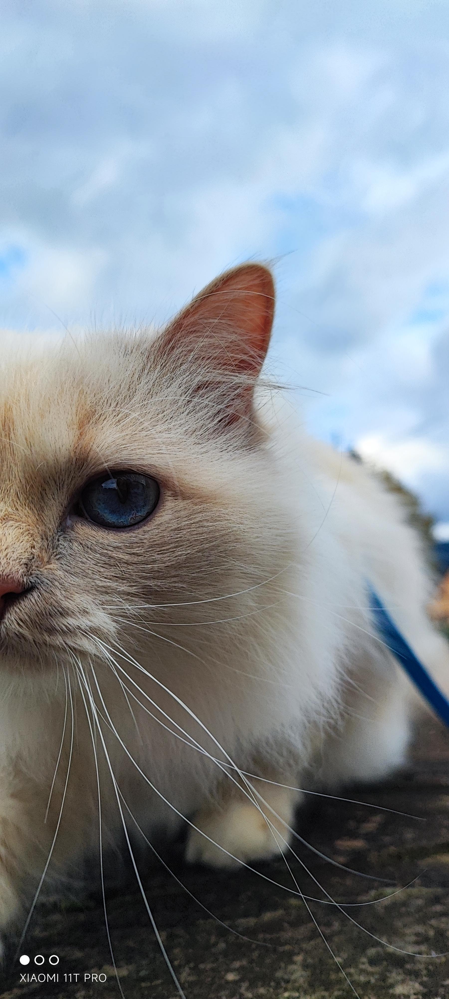 Chat