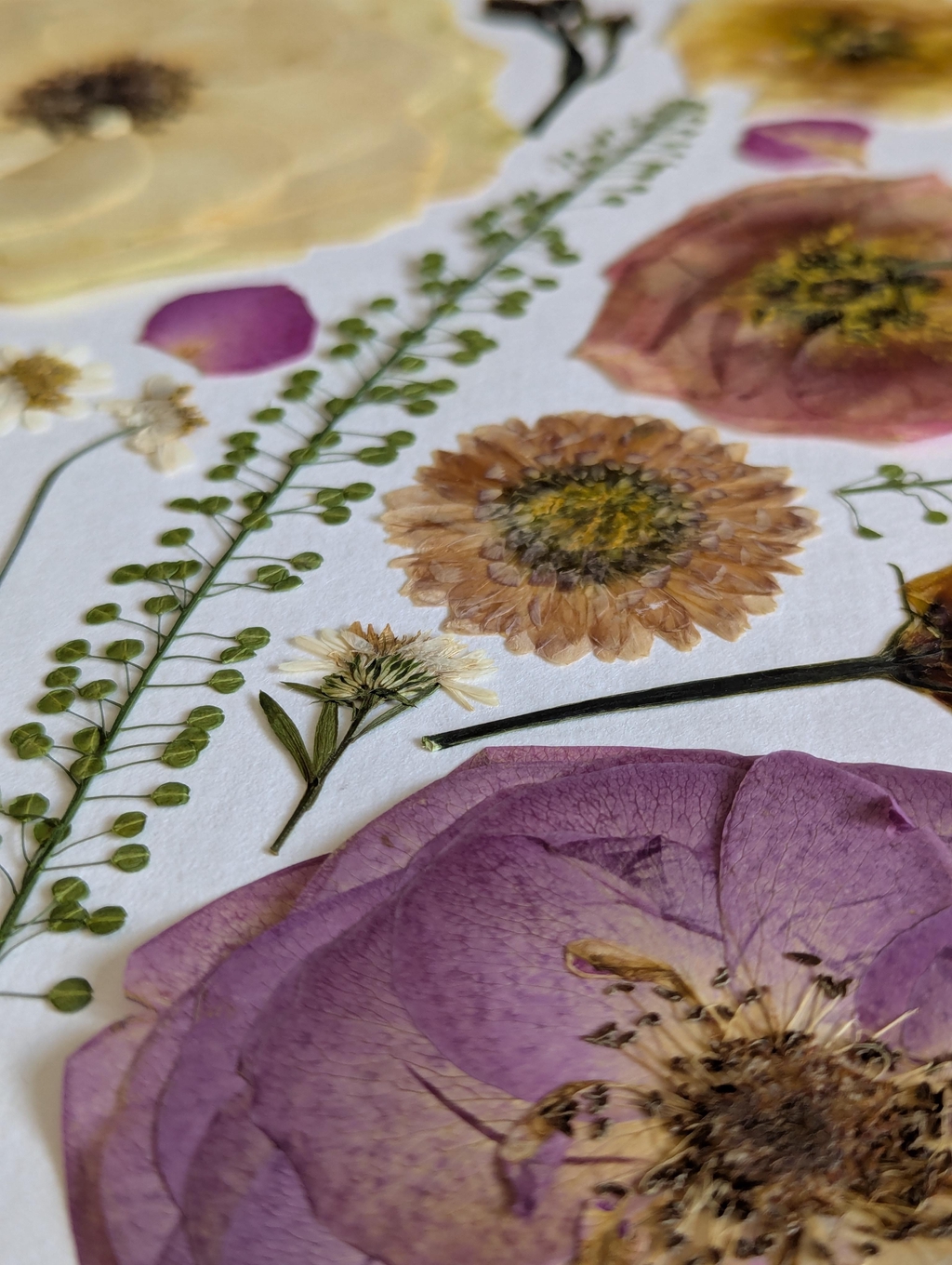 The Florist's Studio website. Start here for information on preserving your wedding bouquet and other special flowers in frames and keepsakes.