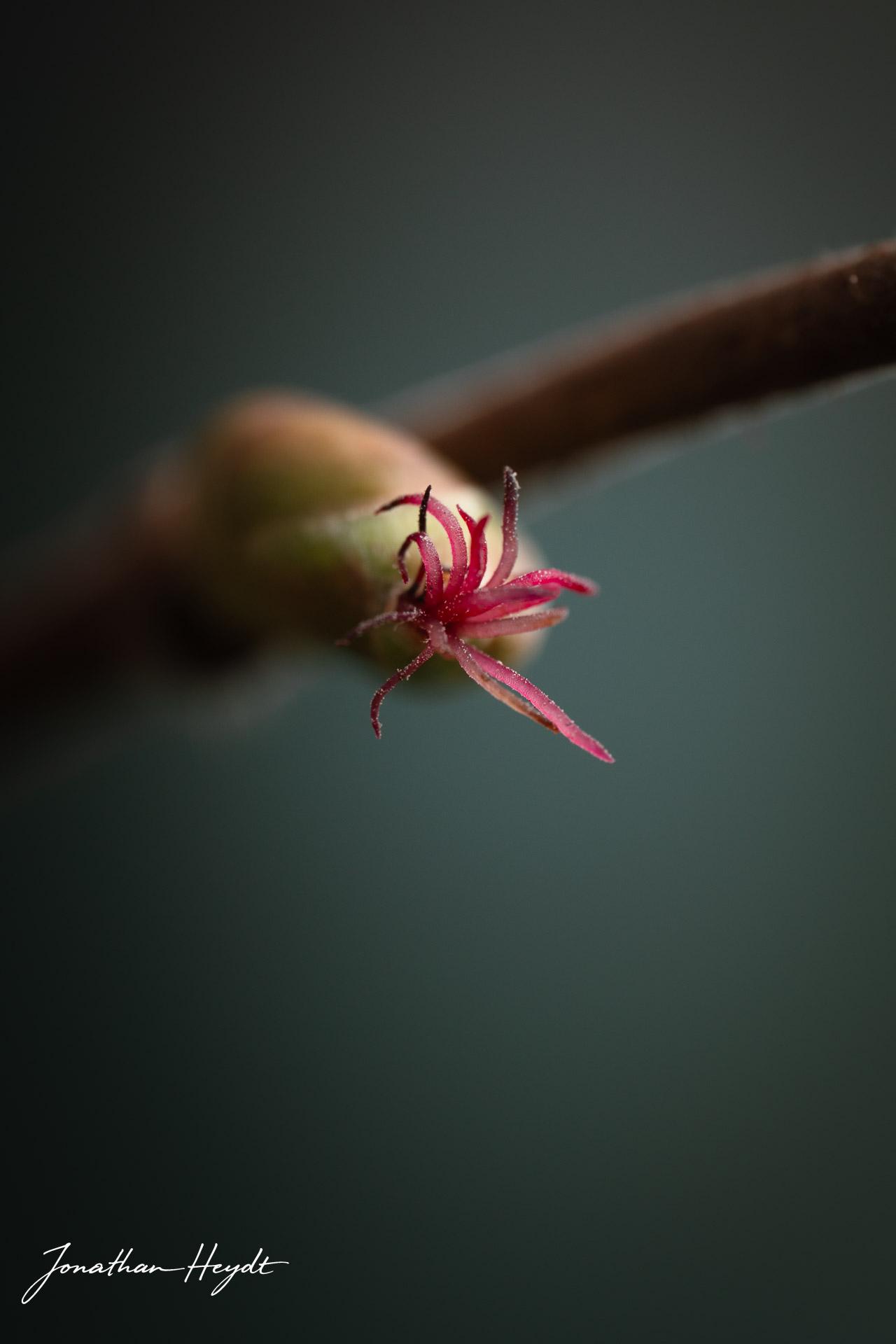 Wandbilder - Natur