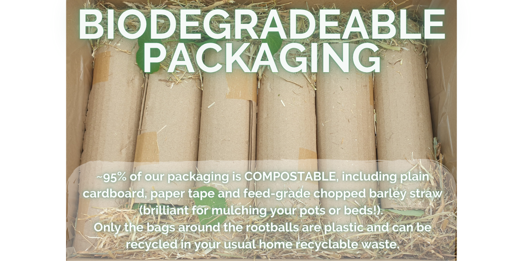 Box of plants wrapped in cardboard tubes, biodegradable compostable packaging