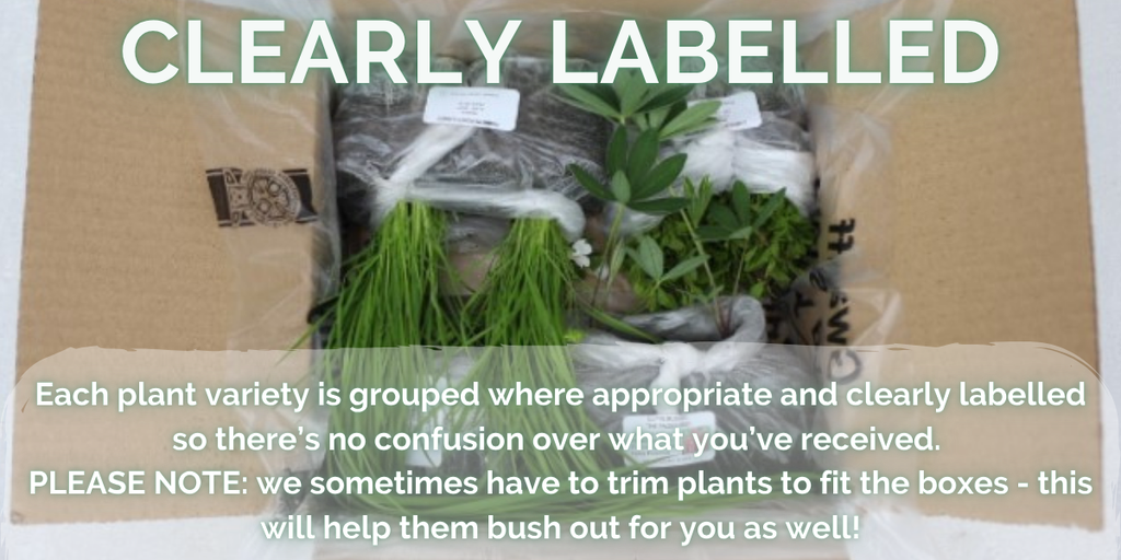 Box of clearly labelled plants ready for shipping