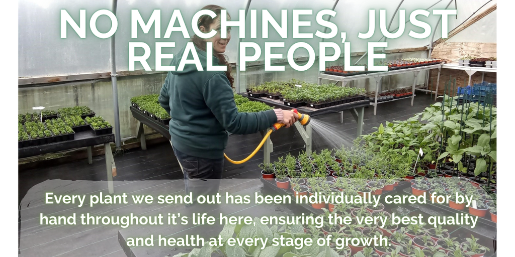 Image of Tam watering the plants. Each plant is cared for individually
