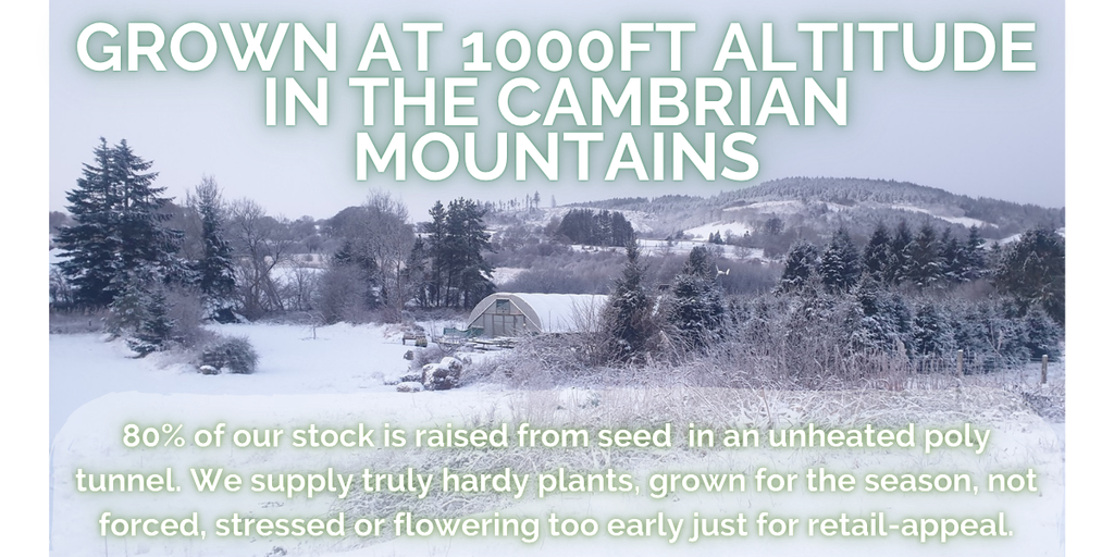Image of poly tunnel in the snow in the Cambrian Mountains, where we grow our plants without heat or forcing